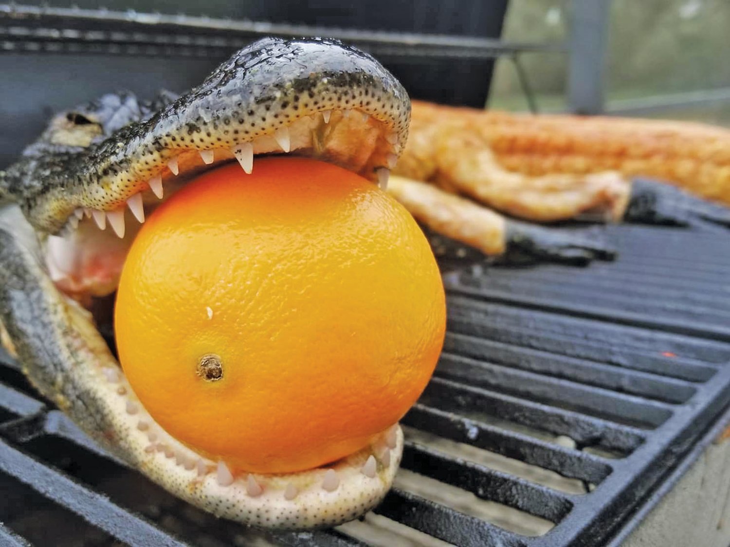 A whole, prepared alligator from Hansen Alligators LLC sizzles on the grill.